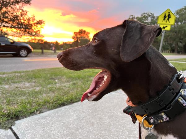 /Images/uploads/Southeast German Shorthaired Pointer Rescue/segspcalendarcontest/entries/31154thumb.jpg